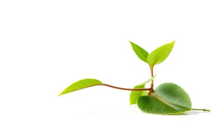 Obraz premium Single vibrant green plant, isolated on pure white, plant, alone