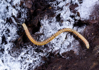 Spotted snake millipede Blaniulus guttulatus, centipede feeds on fungal hyphae on rotten wood of an...