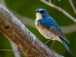 森の中の木陰で枝に留まって周りを見渡しているルリビタキの雄