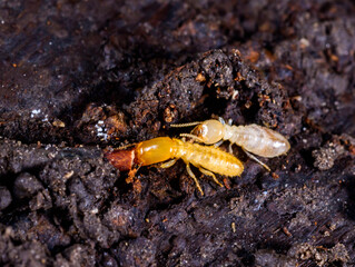 Subterranean termites Reticulitermes lucifugus, termites living under rotten wood old tree stump