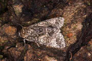 Großkopf-Rindeneule, Subacronicta megacephala, DE, NRW, Opladen, 2024/08/02 19:40:13