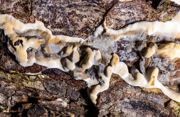 Bjerkandera fumosa, saprotrophic fungus growing on an old rotten stump of a large deciduous tree.