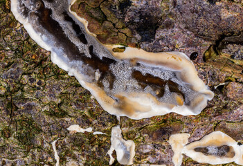 Bjerkandera fumosa, saprotrophic fungus growing on an old rotten stump of a large deciduous tree.