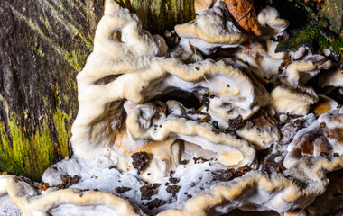 Bjerkandera fumosa, saprotrophic fungus growing on an old rotten stump of a large deciduous tree.