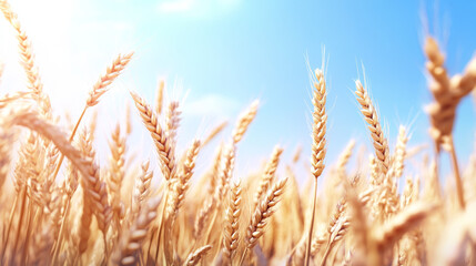 Tall wheat stalks stretch toward the bright sky, bathed in warm sunlight. The golden hues create a serene landscape, showcasing the beauty of nature in late afternoon