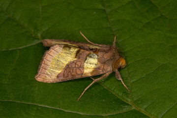 Diachrysia chrysitis, Messingeule, DE, NRW, Opladen, 2024/08/02 19:45:57