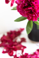 luxurious fuchsia peonies stand in a black vase on a white table. Petals fall 