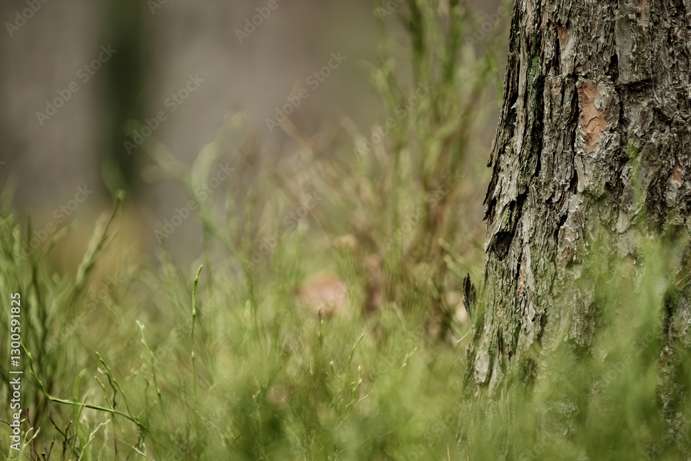 Leinwandbilder pine trunks display reddish-brown bark with deep furrows and plated patterns. the rough, scaly surfa