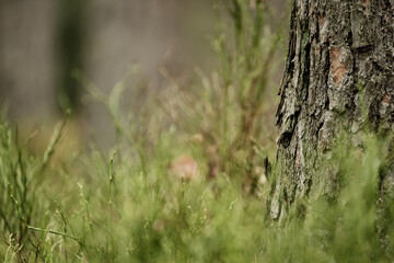 Pine trunks display reddish-brown bark with deep furrows and plated patterns. The rough, scaly...