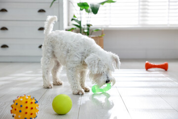 Plakat Cute dog playing with toys at home. Adorable pet