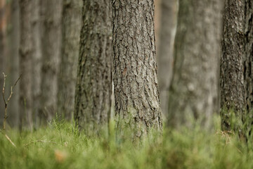 Thick green moss blankets tree trunks, transforming rough bark into soft emerald sculptures. Nature's quiet artistry reveals itself in these woodland sentinels.