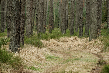 Thick green moss blankets tree trunks, transforming rough bark into soft emerald sculptures. Nature's quiet artistry reveals itself in these woodland sentinels.