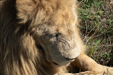 Lion Close Up Portrait Safari Africa Wildlife
