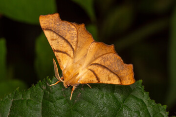 Eschen-Zackenrandspanner, Ennomos fuscantaria , DE, NRW, Natur-Schule Grund, Remscheid, 2024/08/09