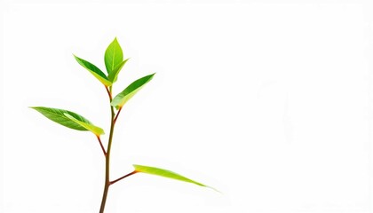 Obraz premium Single vibrant green plant, isolated on pure white, vibrant, growth