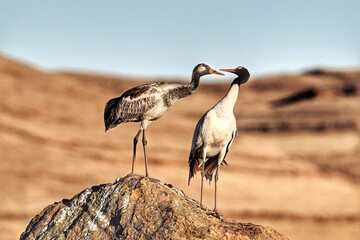 great blue heron ardea cinerea