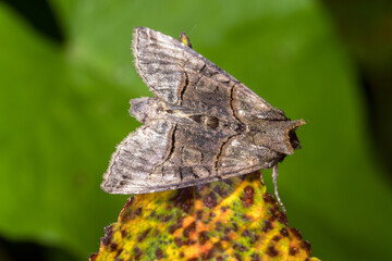 Silbergraue Nessel-Höckereule, Abrostola tripartita,DE, NRW, Natur-Schule Grund, Remscheid, 2024/08/09
