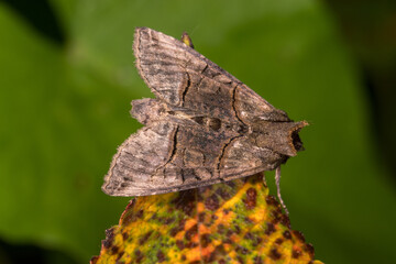 Silbergraue Nessel-Höckereule, Abrostola tripartita, DE, NRW, Natur-Schule Grund, Remscheid, 2024/08/09