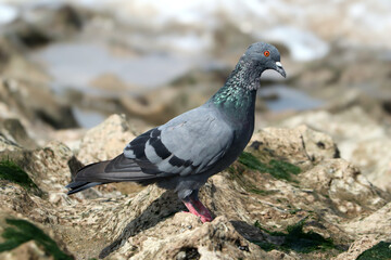 pigeon on the ground