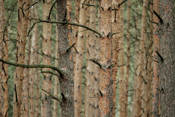 Pine trunks display reddish-brown bark with deep furrows and plated patterns. The rough, scaly...