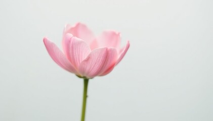 Fototapeta premium A solitary delicate flower with soft colors against white backdrop, pure, gentle