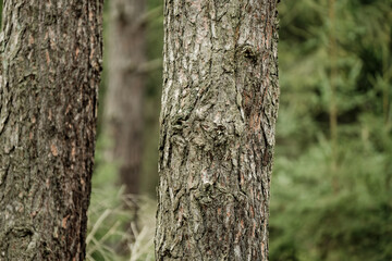 Thick green moss blankets tree trunks, transforming rough bark into soft emerald sculptures. Nature's quiet artistry reveals itself in these woodland sentinels.