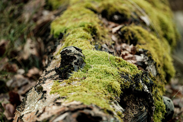 Fallen birch trunk lies horizontal, its distinctive white bark now partially covered by lush green moss. This forest floor scene captures nature's beautiful cycle of decay and renewal.