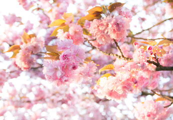 Cherry blossom in a Berlin park in springtime