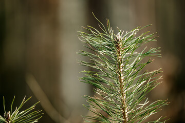 Tiny pine saplings display delicate needles in bright green. These miniature evergreens showcase perfect pine architecture in small form, with new growth contrasting against mature darker needles.