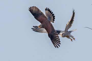 Fototapeta premium red kite in flight