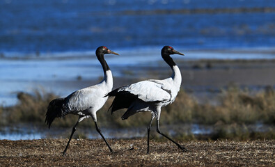 Naklejka premium birds in the wildlife