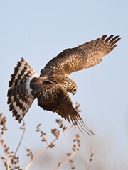 red tailed hawk