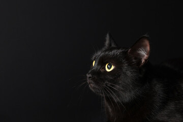 Cute cat on black background, closeup and space for text. Adorable pet
