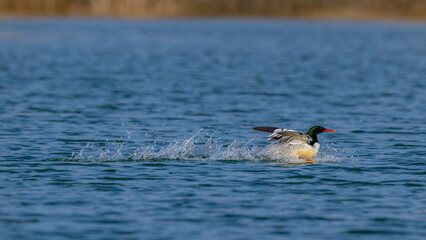 female mallard duck