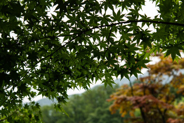 wet maple leaves  in the rainy forest