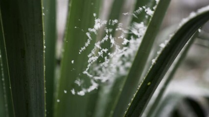 Cobweb on green grass and falling snow in winter outdoors - Powered by Adobe