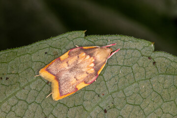 Eichen-Faulholzmotte, Carcina quercana, DE, NRW, Opladen, 2024/08/18 11:06:47