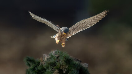 red tailed hawk buteo