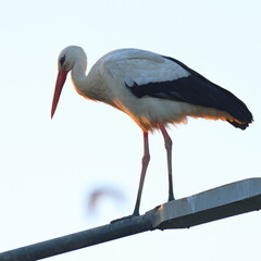 la signora della sera