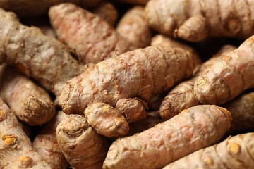 Many fresh turmeric roots as background, closeup