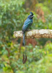 kingfisher on a branch