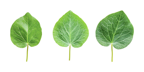 Different shapes and sizes of green leaves for nature themes and designs, cut out