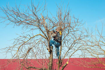A man trims the branches of a fruit tree with a chainsaw while climbing on it. Spring sanitary...