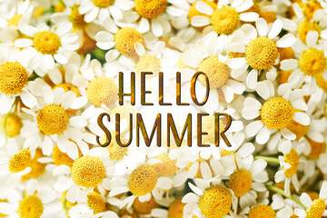 Fresh chamomile flowers as background, closeup © Pixel-Shot