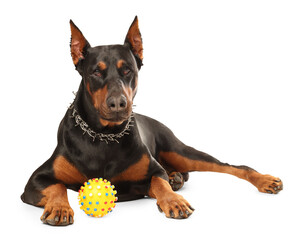 Obraz premium Adorable Doberman with toy on white background. Domestic pet