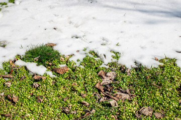 Melting snow in spring. A lawn with snow patches and green grass peeking out from under the snow