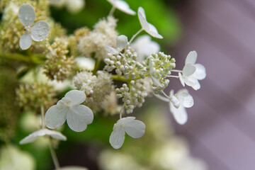 wet hydrangea in the rainy garden