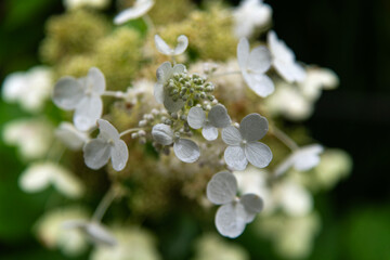 wet hydrangea in the rainy garden
