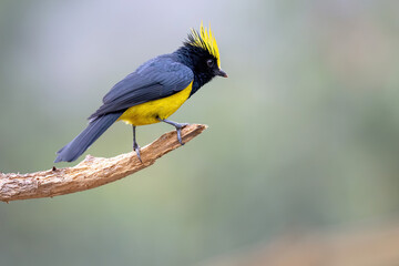 blue and yellow macaw