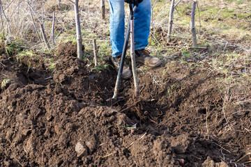 A gardener digs the ground with a shovel on a farm, replanting fruit trees. Garden cultivation and...